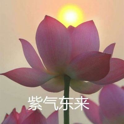 美人江湖游戏下载安装